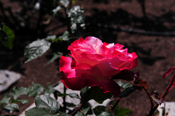 130508 5 DSC_9734.jpg